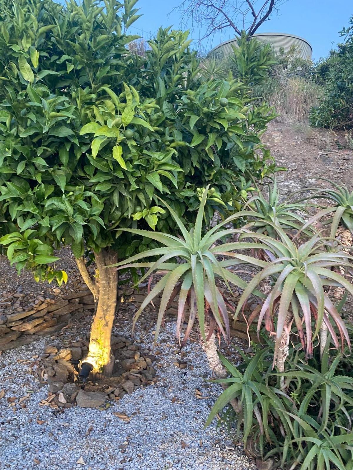 Finca Angelita Torrox Buitenkant foto