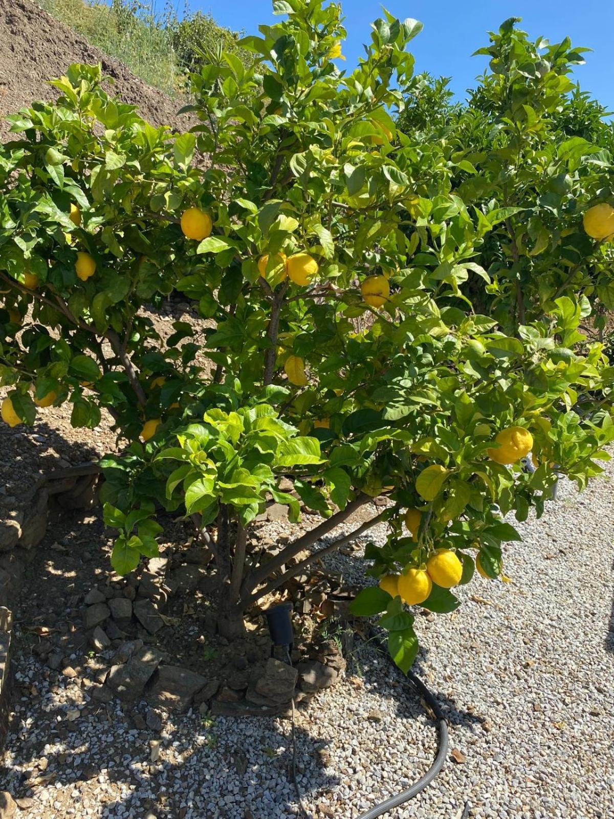 Finca Angelita Torrox Buitenkant foto